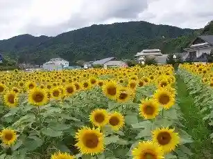 Himawari no Yu Shuhen no Himawari
