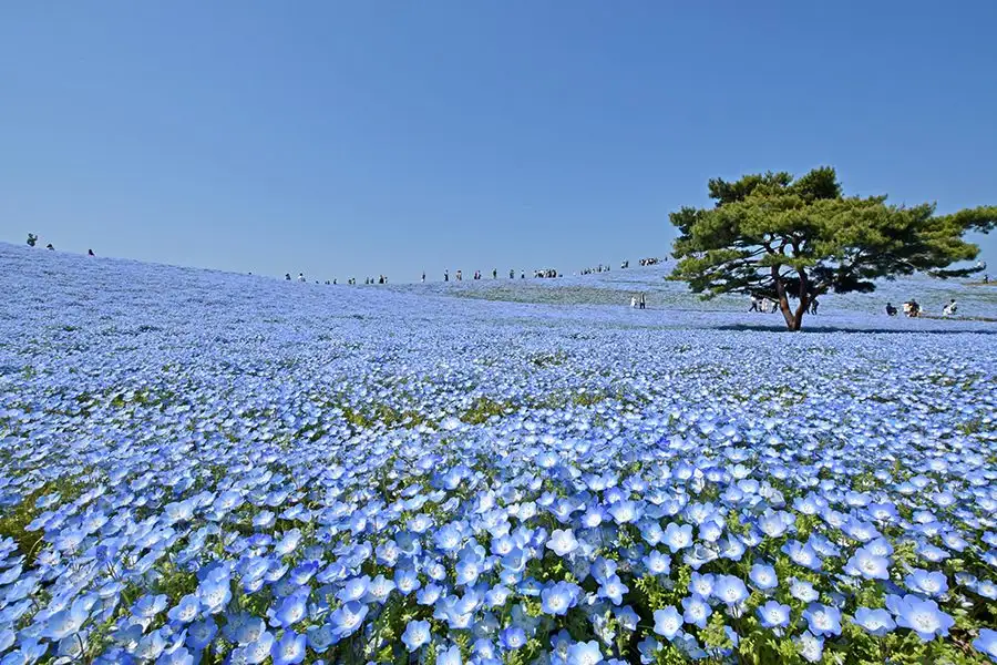 Kokuei Hitachi Seaside Park