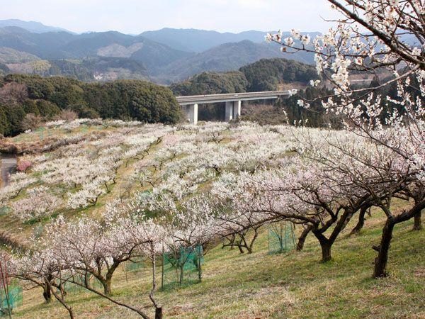 Hitoyoshi Plum Garden