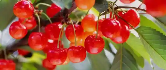Iwahara Orchard