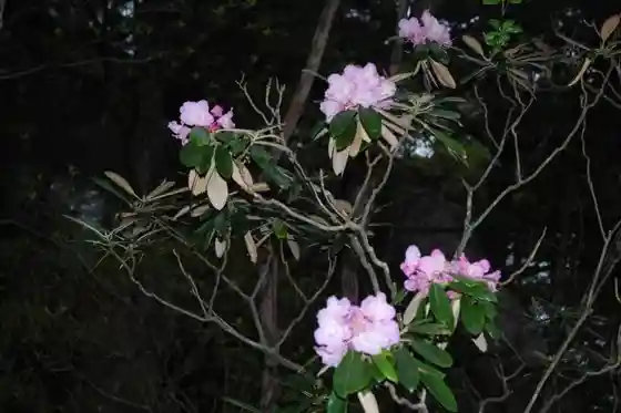Azuma Rhododendrons of Mount Mizugaki and Mount Kinpu