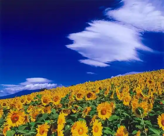 Akeno Sunflower Festival