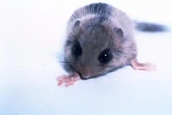 Seisen-ryo Dormouse Museum