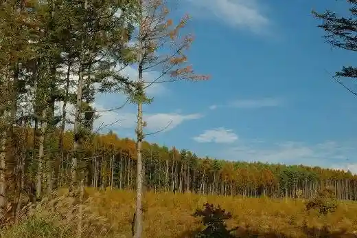 Yatsugatake Plateau Larch Forest