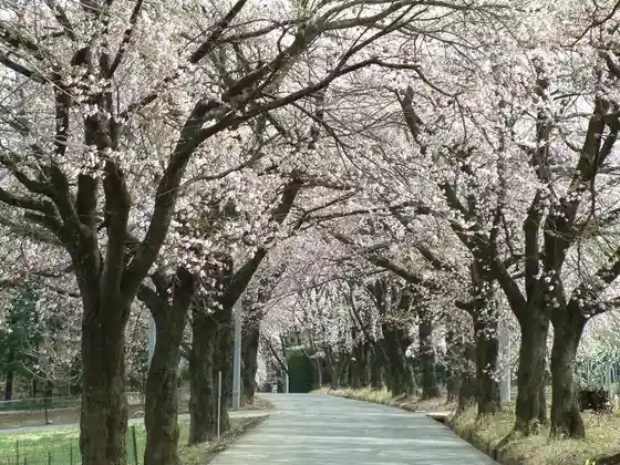 Sanehara Cherry Blossom Avenue