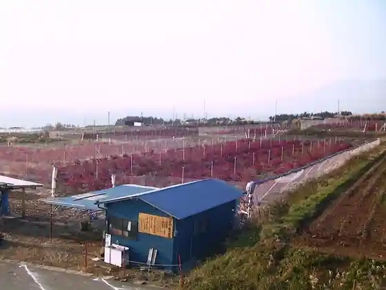 Akeno Blueberry Picking Orchard