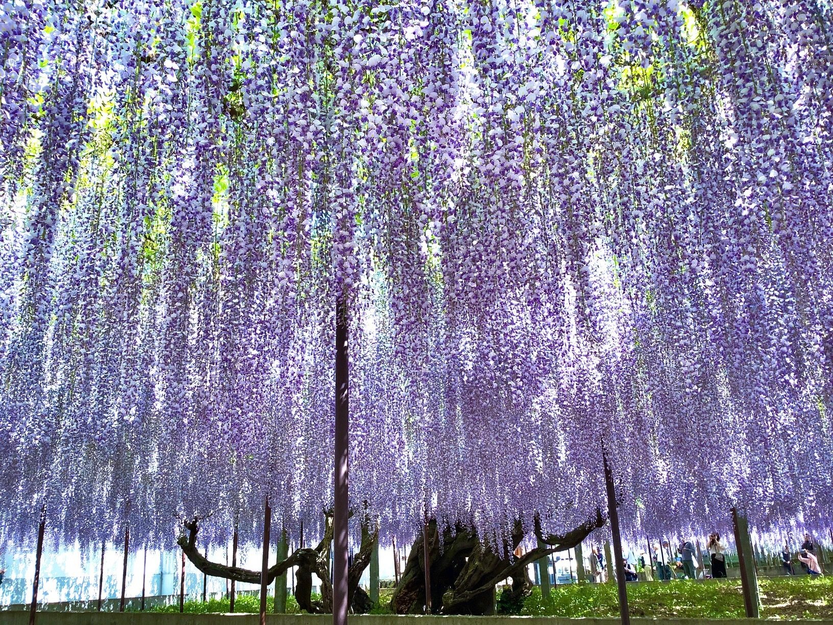 Kotsuhata Wisteria (Chosen-ji)