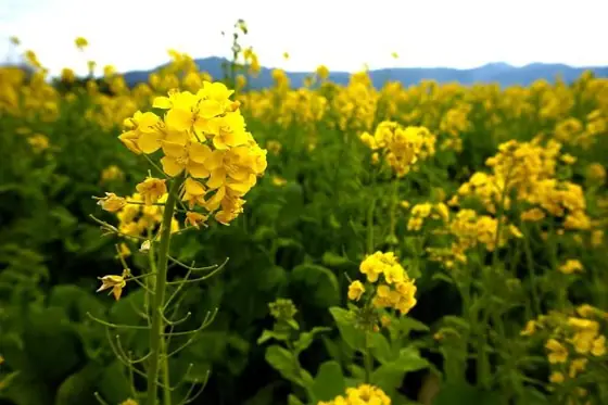 Ibusuki Rapeseed Flower Fields
