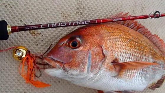 Shippo Boat Fishing Experience