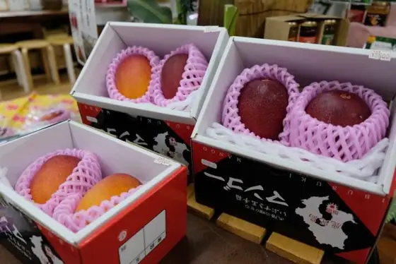 Mango Forest