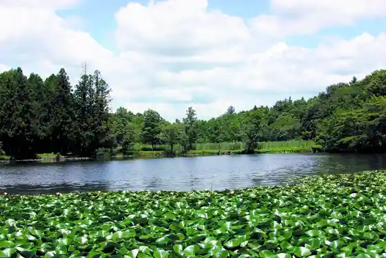 Tatara Pond