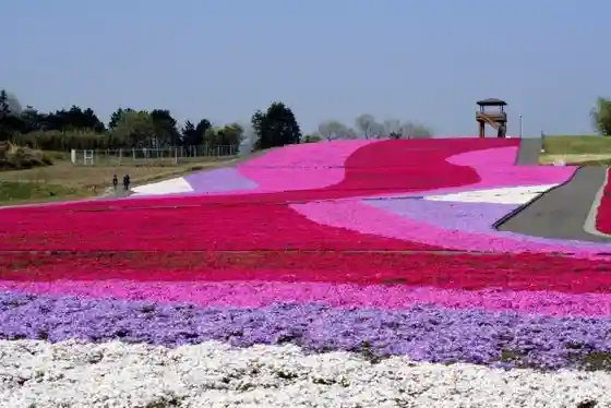Ichikai Town Shibazakura Park