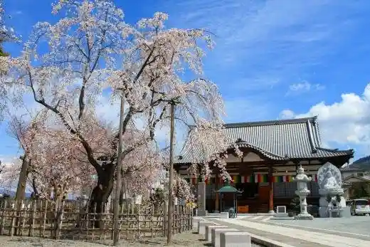 Hoju-in Temple Cherry Blossoms