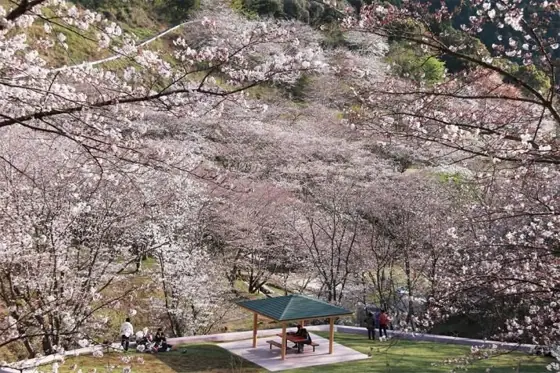 Kannon-ga-ike Citizens' Forest