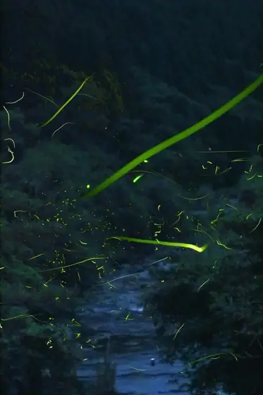 Arakawa Area Fireflies