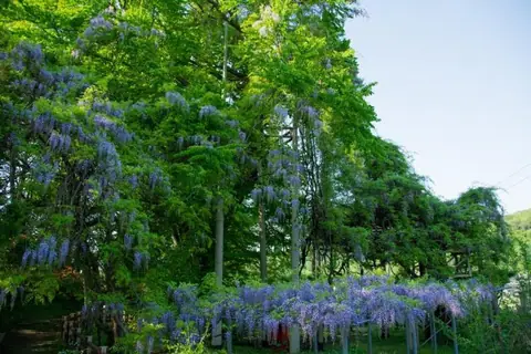 Fujishima Wisteria