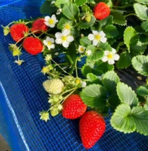 Kawasaki Cherry-Picking Orchard
