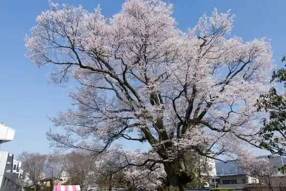Yasutomi Cherry Tree