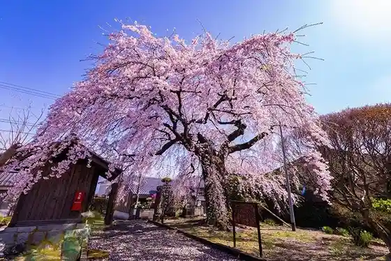 Ji Fuku In Shidare Sakura