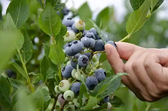 Ichirin Blueberry Tourist Farm
