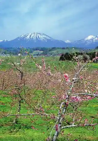 Peach Blossoms of Tankakyo