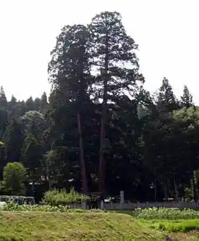 Takaoka Shrine no Osugi