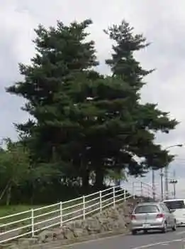 Sambonmatsu