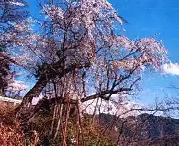 Sotto Saka no Hibari Sakura