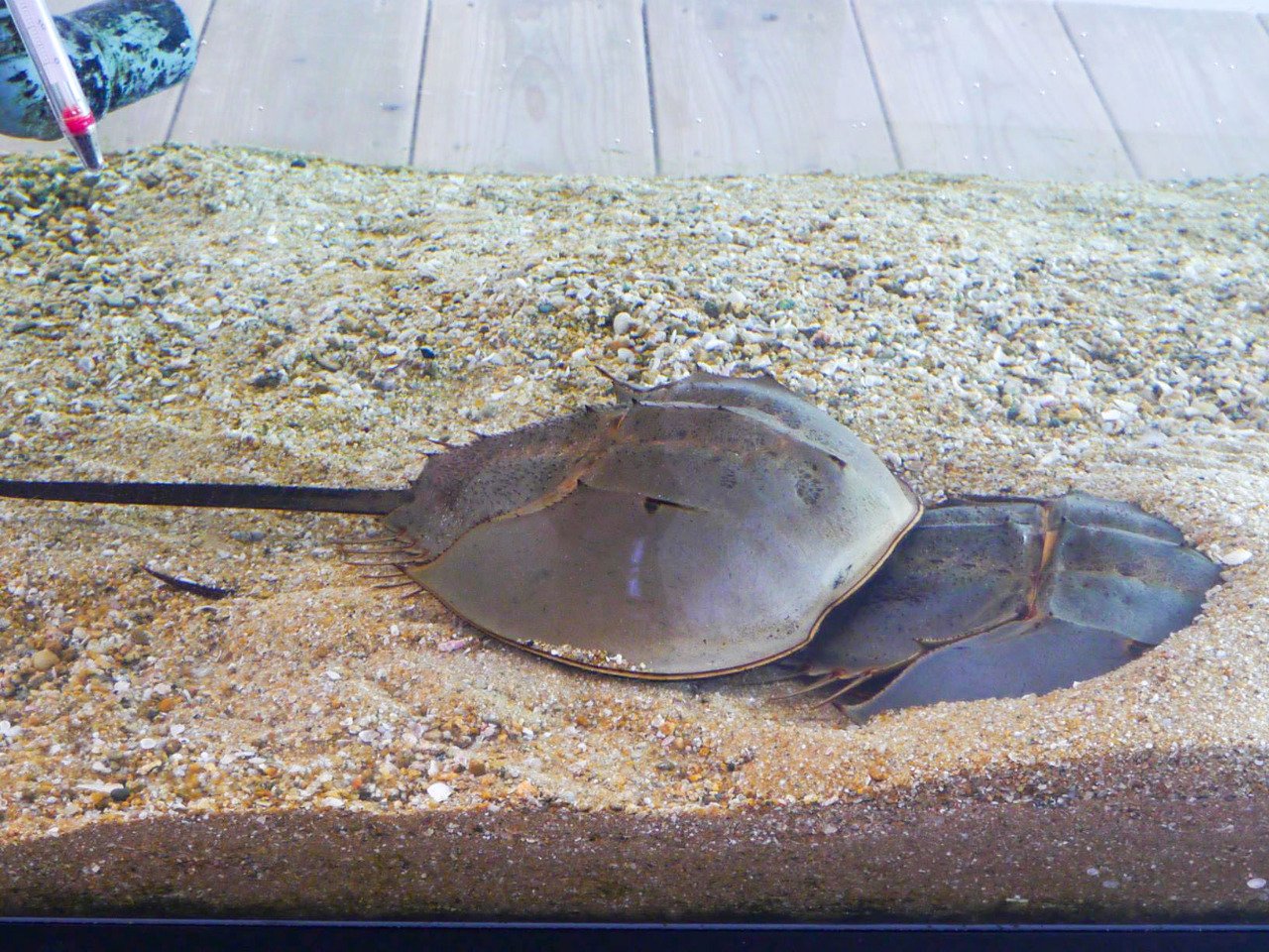 Imari Bay Horseshoe Crab Center