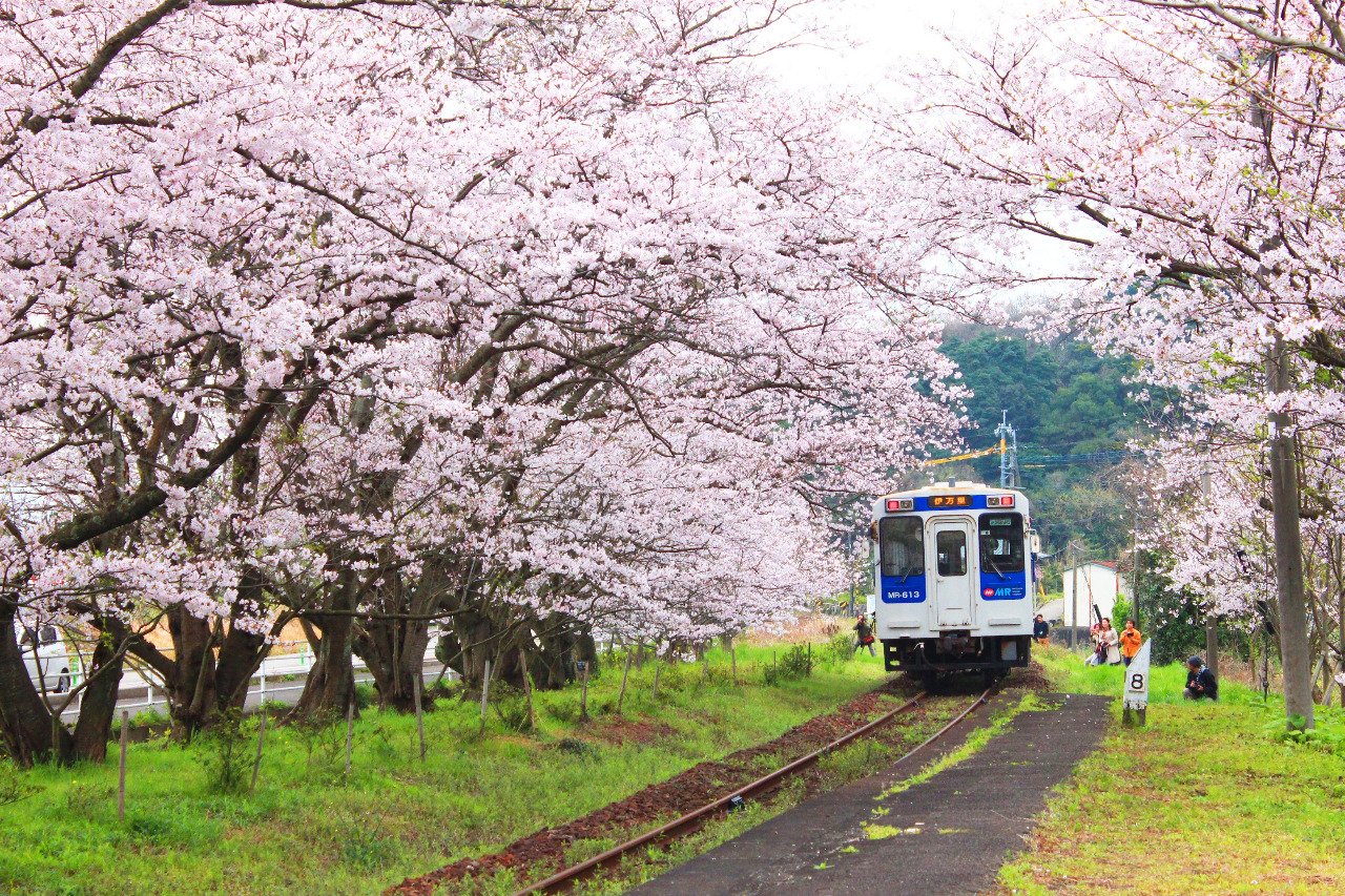 Uranosaki Station Cherry Tunnel