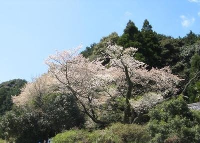 Myojo Cherry Tree