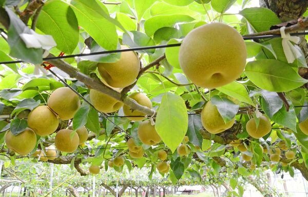 Minamihata Fruit-Picking Farms