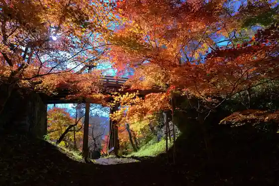 Autumn Foliage at Takato Castle Ruins Park