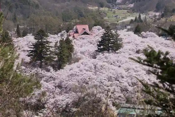 Takato Castle Ruins Park Cherry Blossom Festival