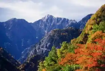 Autumn Foliage of the Southern Alps Forest Road