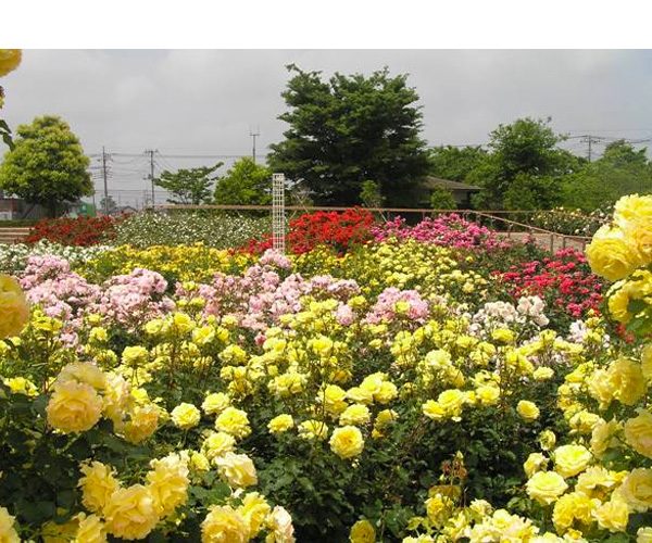 Ina Town Establishment Memorial Park