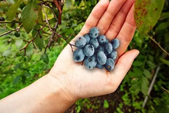 Isa Blueberry Picking Farm