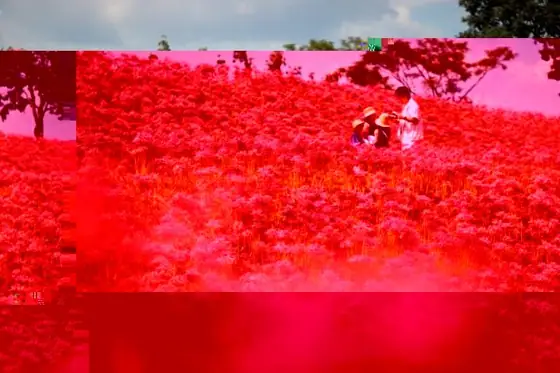 Ota Red Spider Lilies (Isa City)