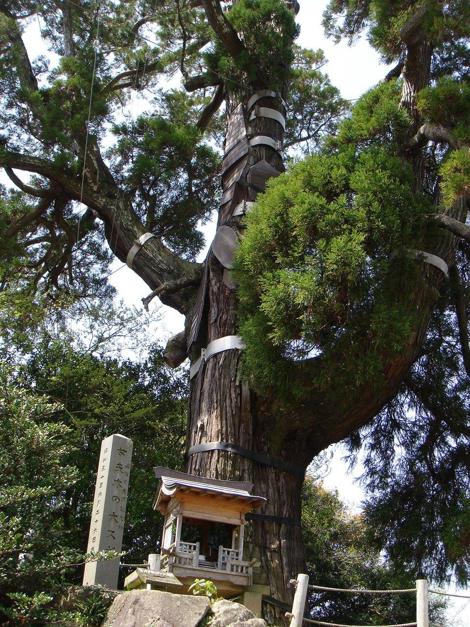 Meotogi Great Cedar