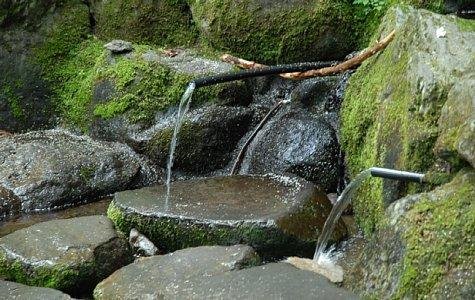 Mount Tara Shutara Forest