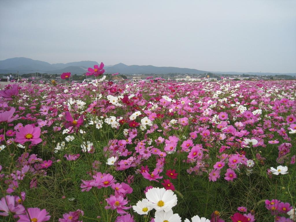 Reclaimed Land Flower Zone