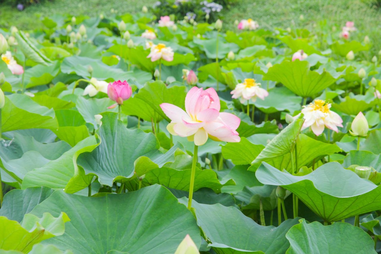 Karako Lotus Garden
