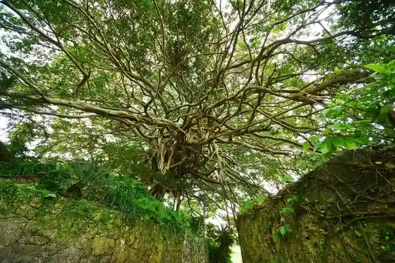 Heike Stone Walls and 300-Year Banyan