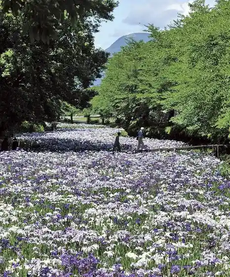 Akabori Iris Garden