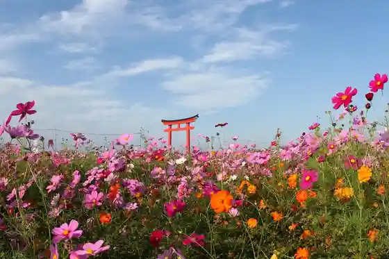 Koizumi Inari Great Torii Cosmos Fields