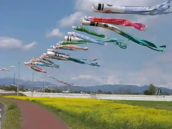 Kasukawa Carp Streamers