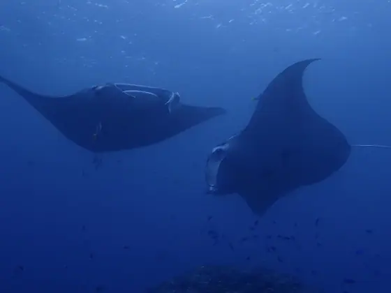 South Point Diving Service