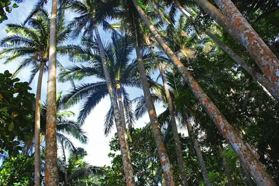 Yonehara Yaeyama Palm Grove