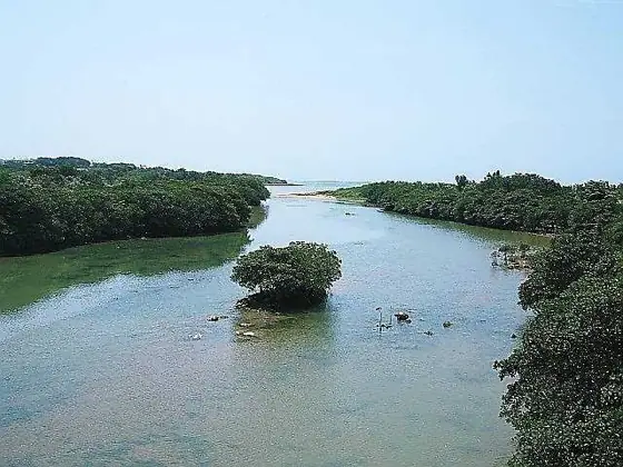 Miyara River Mangrove Forest