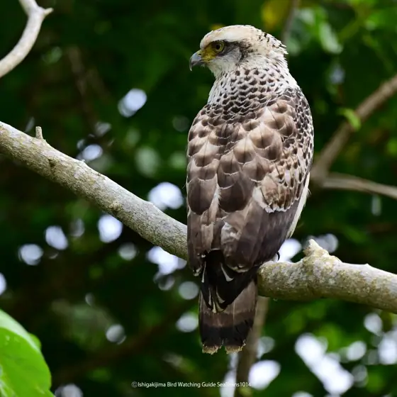 Ishigaki Island Birdwatching Guide SeaBeans
